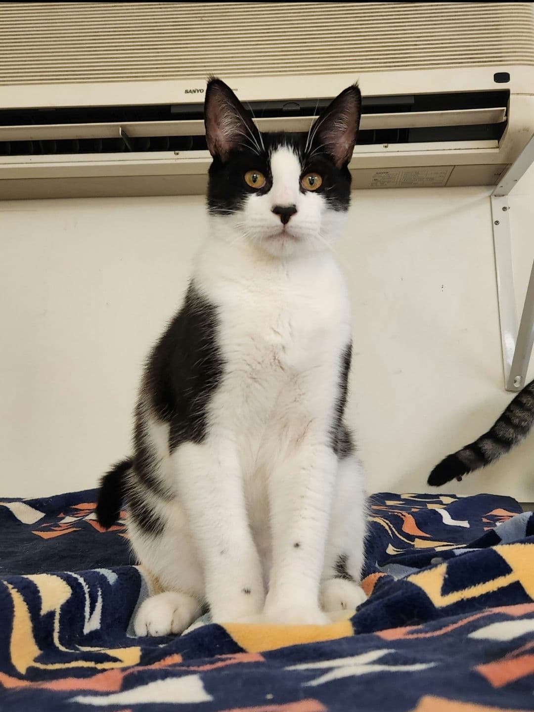 Luke - Tuxedo