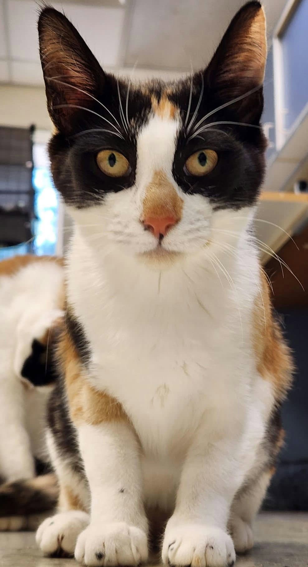 Qi'ra - Calico