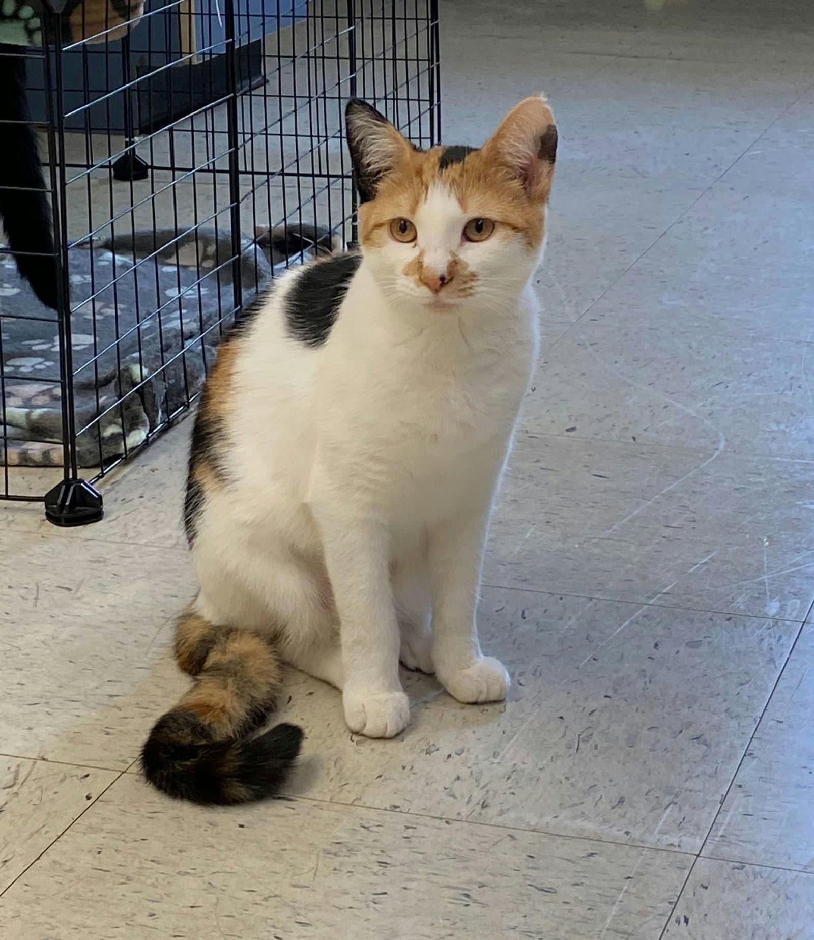 Rey - Calico