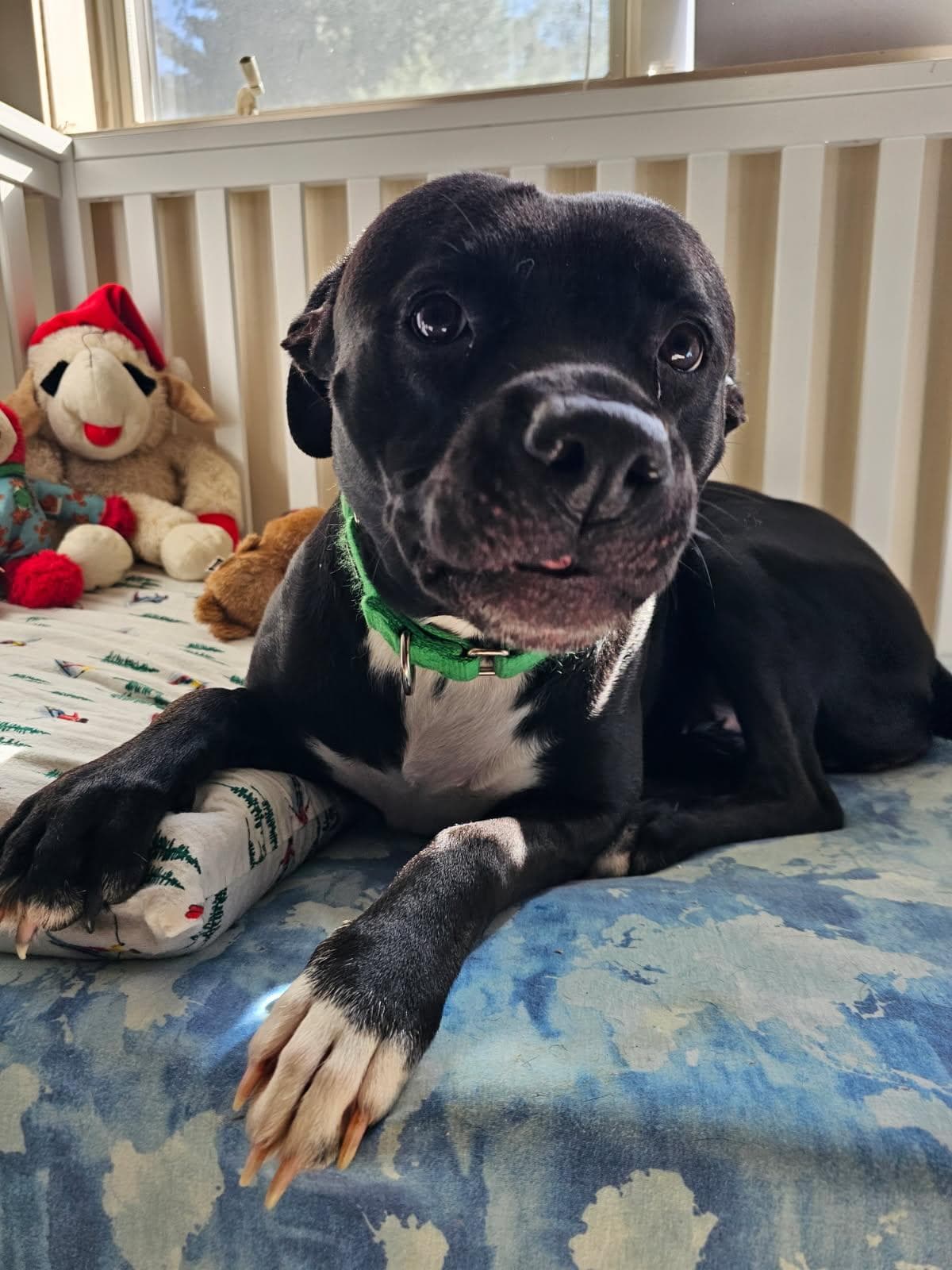 Harley - Pit Bull Terrier