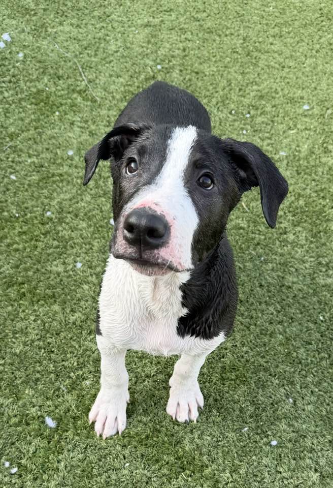 Harvey - American Pit Bull Terrier
