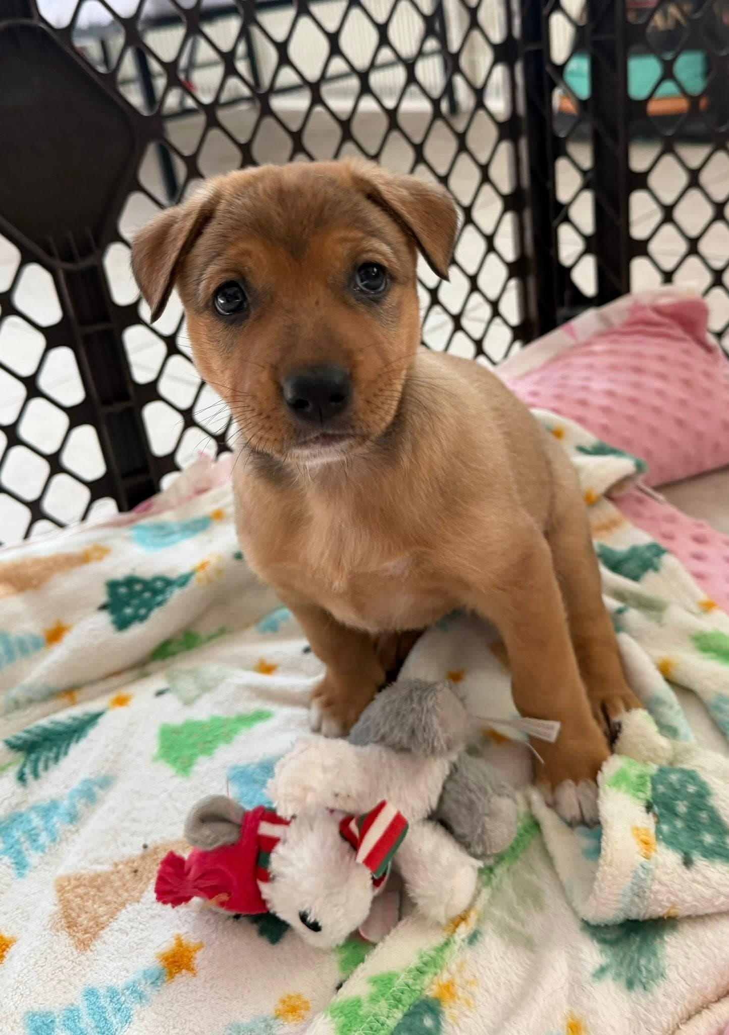 Cayenne - Patterdale Terrier (Fell Terrier)