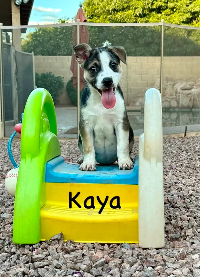 Kaya - Jack Russell Terrier