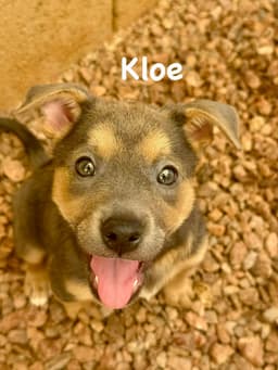 Kloe image 2