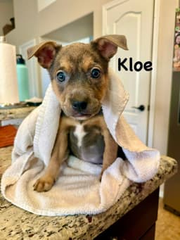 Kloe image 3