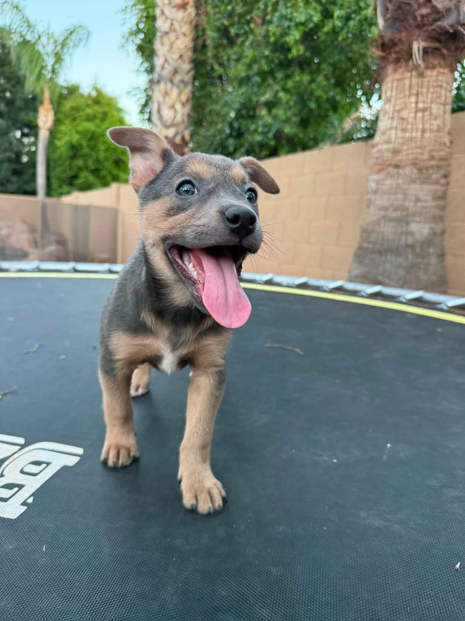 Kloe - Jack Russell Terrier