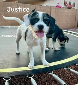 Justice image 1