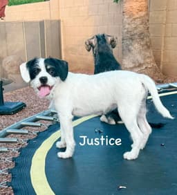 Justice image 3
