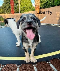 Liberty image 2