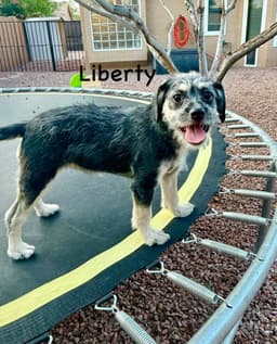 Liberty image 3