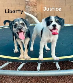 Liberty image 1