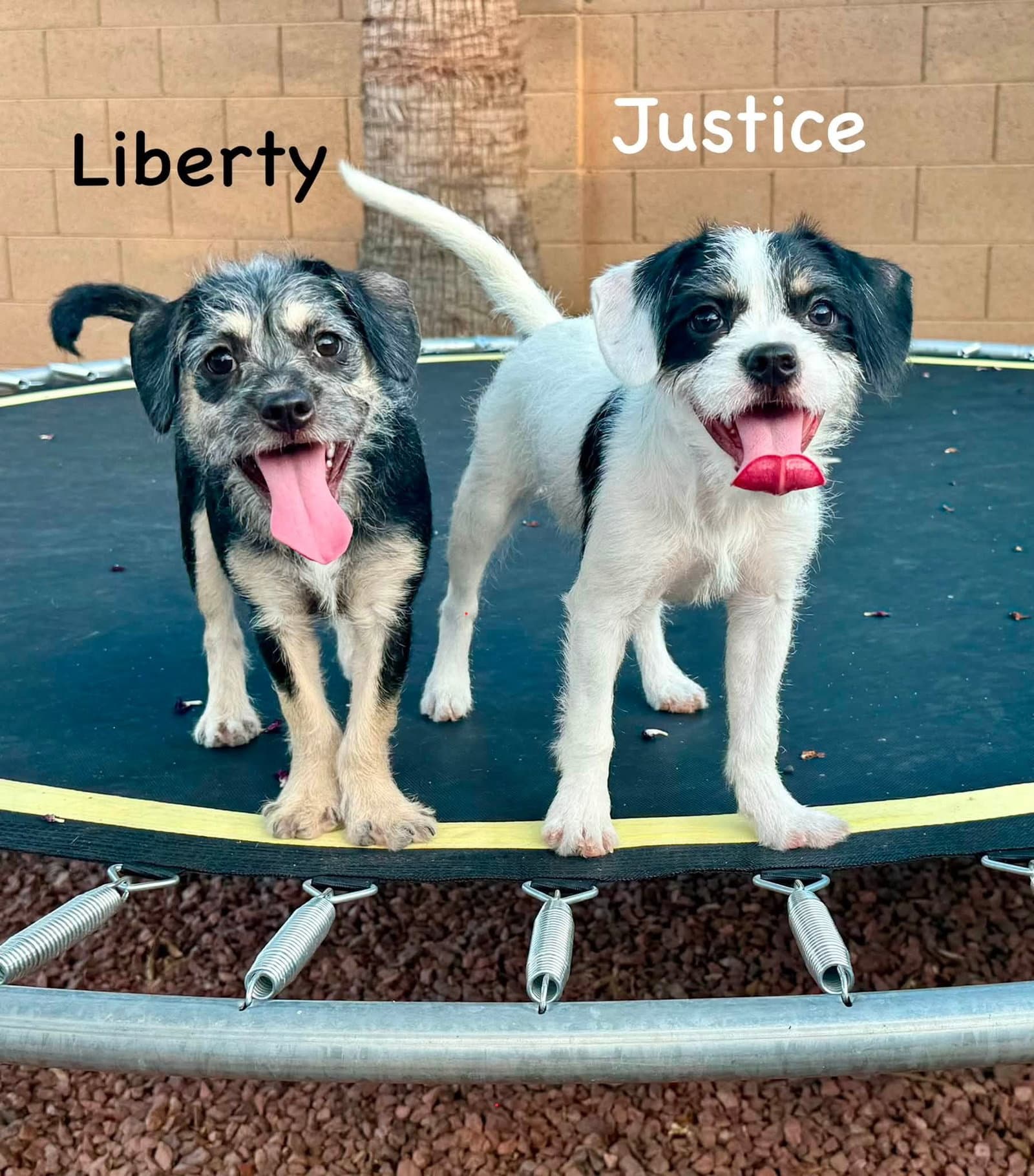 Liberty - Border Terrier