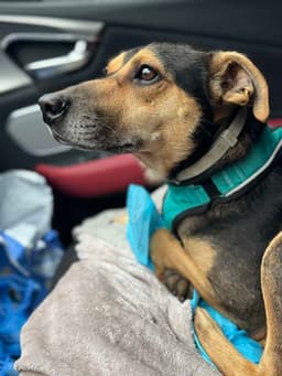 Baxter Boy image 1