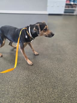 Baxter Boy image 3
