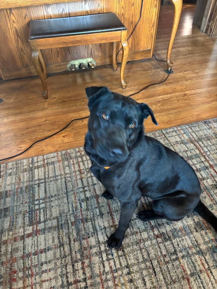 Cd  Bianca - Shar Pei