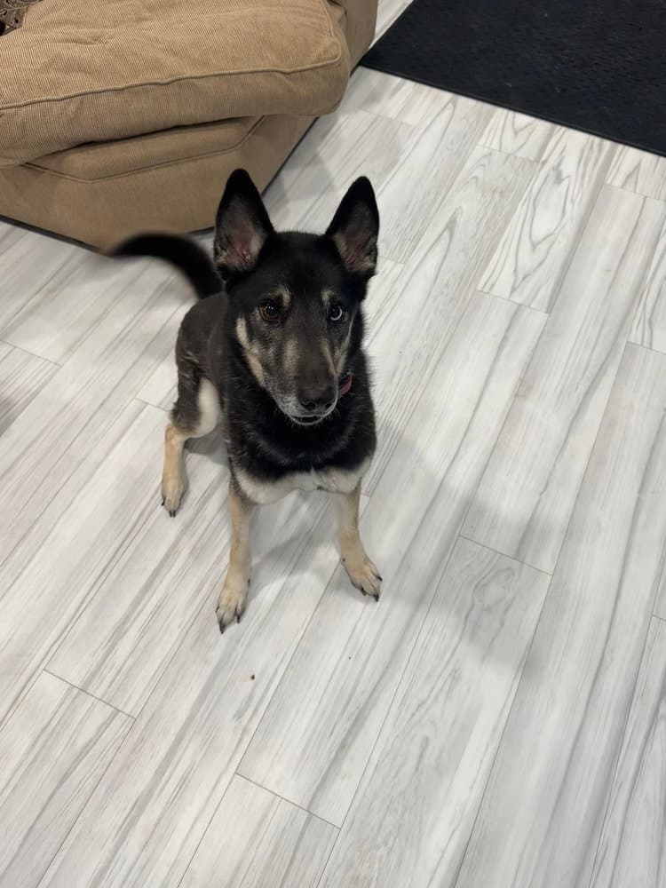 Cd  Buddy Boy - German Shepherd Dog
