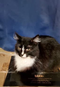 Hogans  Black Beauty Sammi image 3