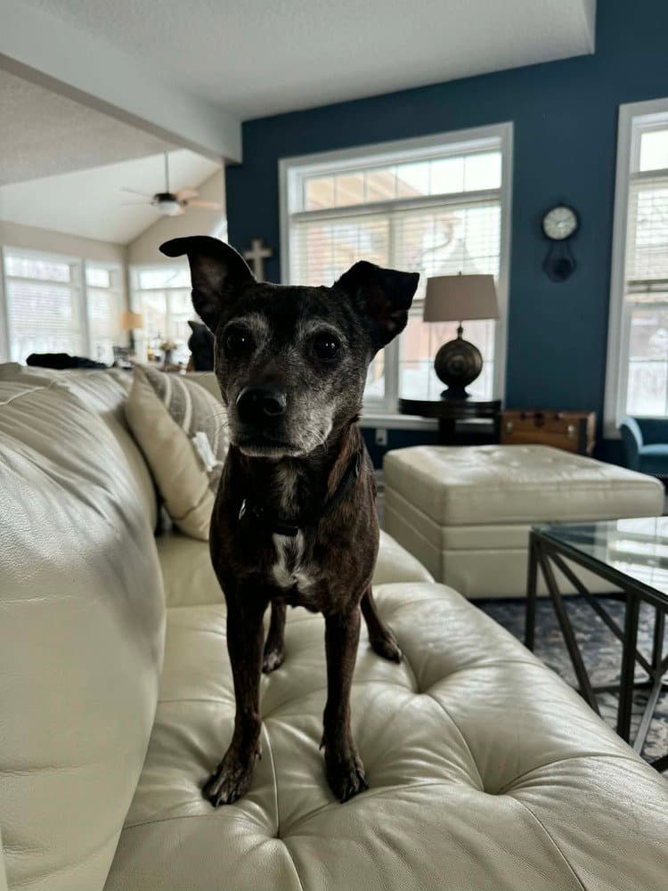 Tina - Italian Greyhound