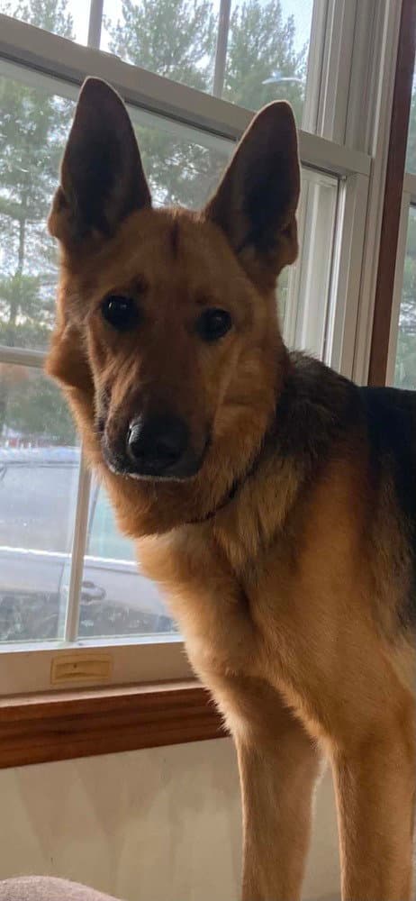 Steel - German Shepherd Dog
