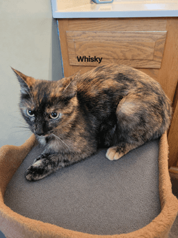 Whisky Nips  Whisky image 2