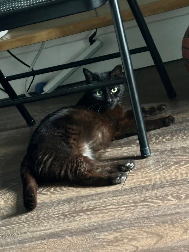 Dudleys  Jynx Kitty - Domestic Short Hair