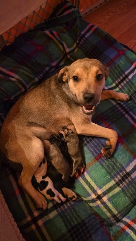 Momma Peppermint Patty - Labrador Retriever