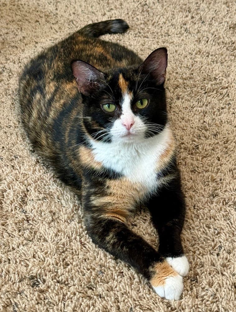 Harrys Cats  Molly - Calico