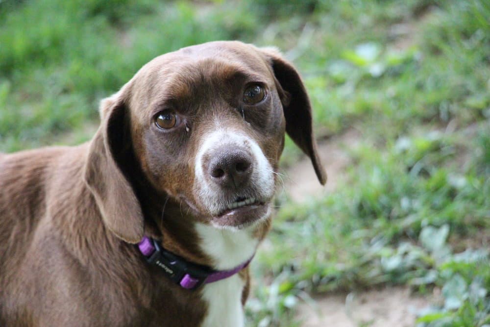 Brownie Mc - Dachshund