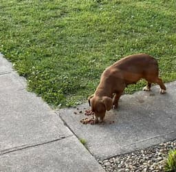 Brownie Mc image 3