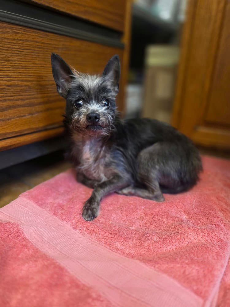 Lil Duke - Yorkshire Terrier Yorkie