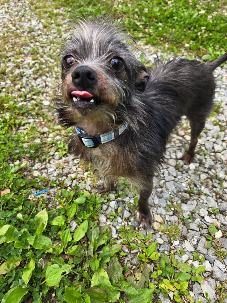 Lil Duke - Yorkshire Terrier Yorkie