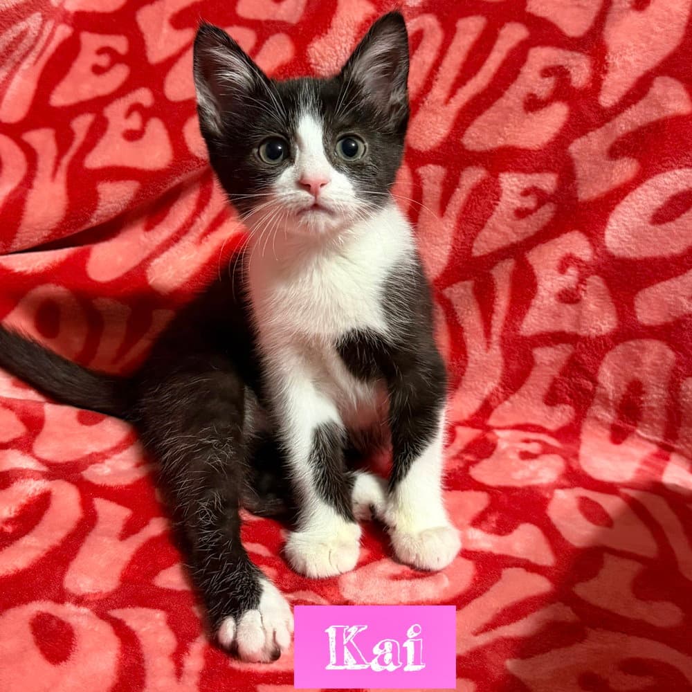 Nautical Kittys  Kai - Domestic Short Hair