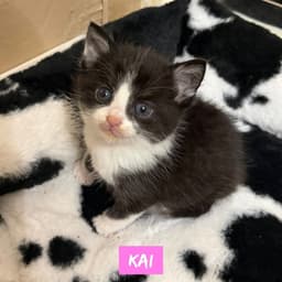 Nautical Kittys  Kai image 2