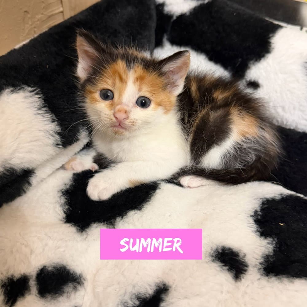 Nautical Kittys  Summer - Domestic Short Hair