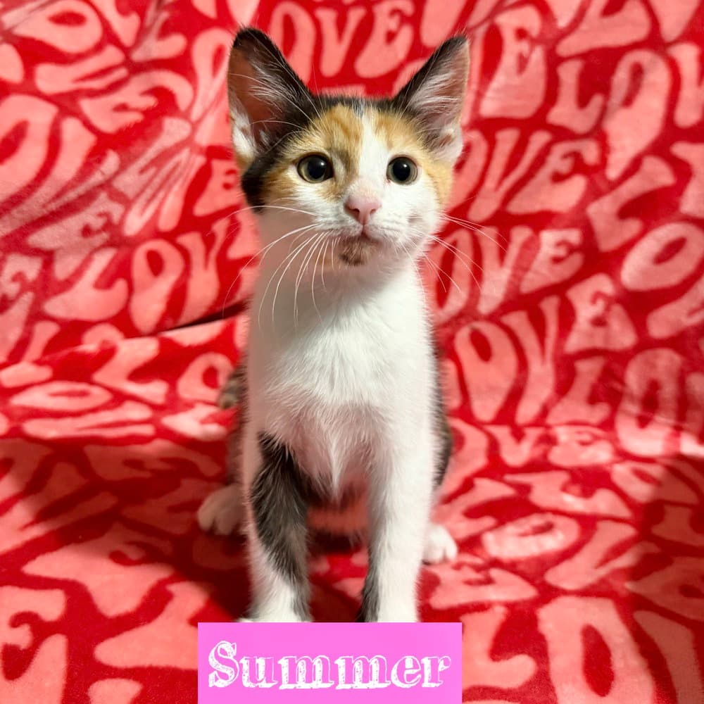 Nautical Kittys  Summer - Domestic Short Hair