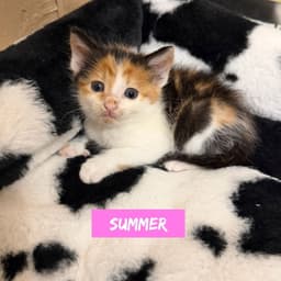 Nautical Kittys  Summer image 2