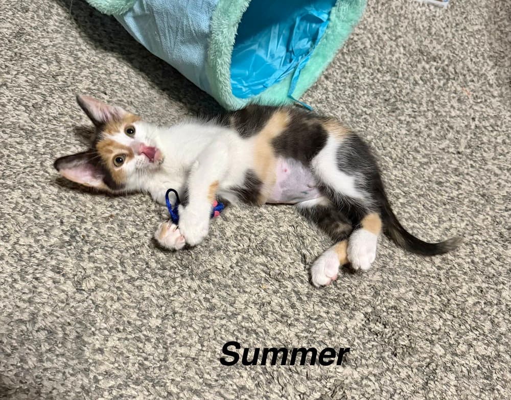 Nautical Kittys  Summer - Domestic Short Hair