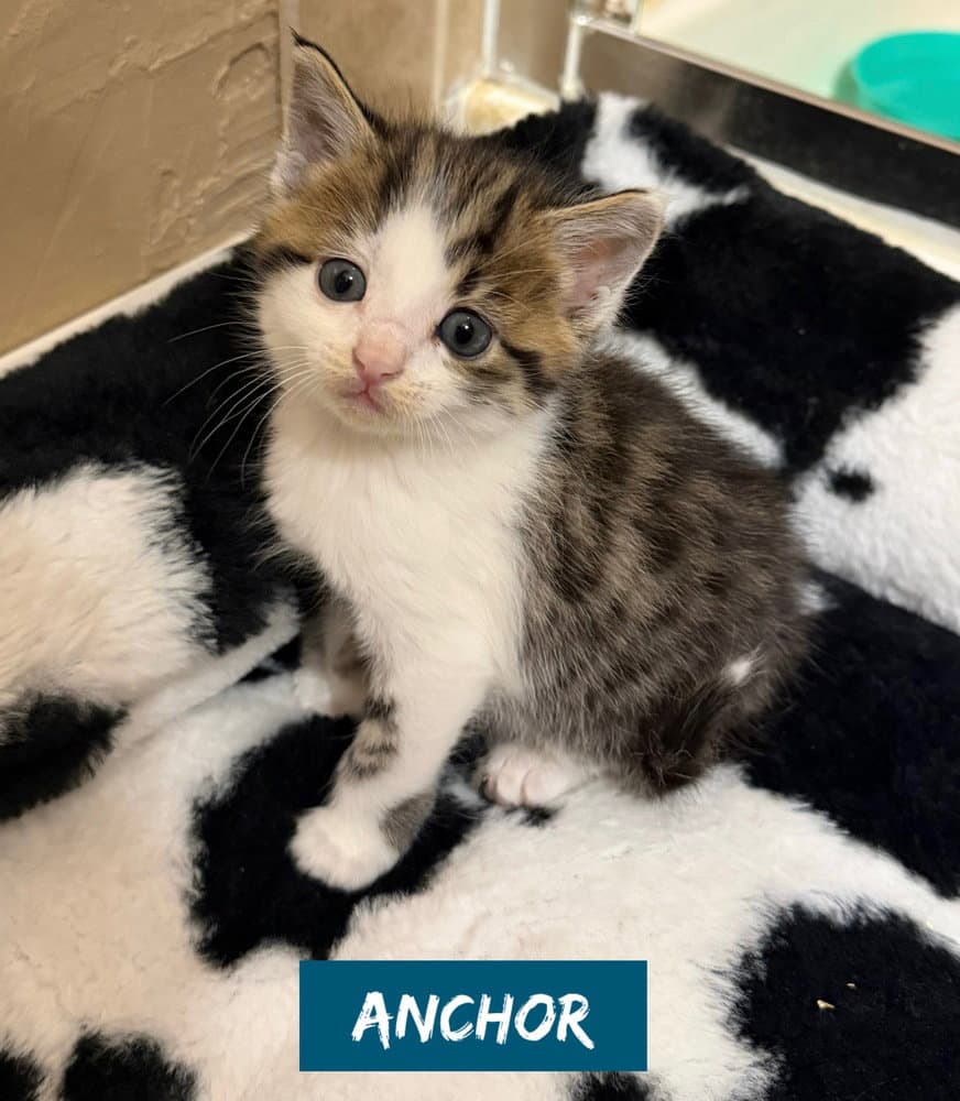 Nautical Kittys  Anchor - Domestic Short Hair
