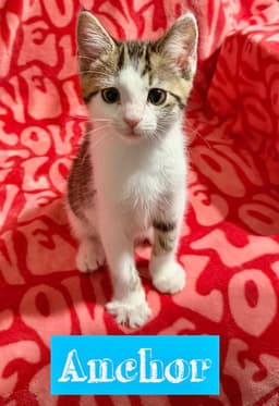 Nautical Kittys  Anchor image 1