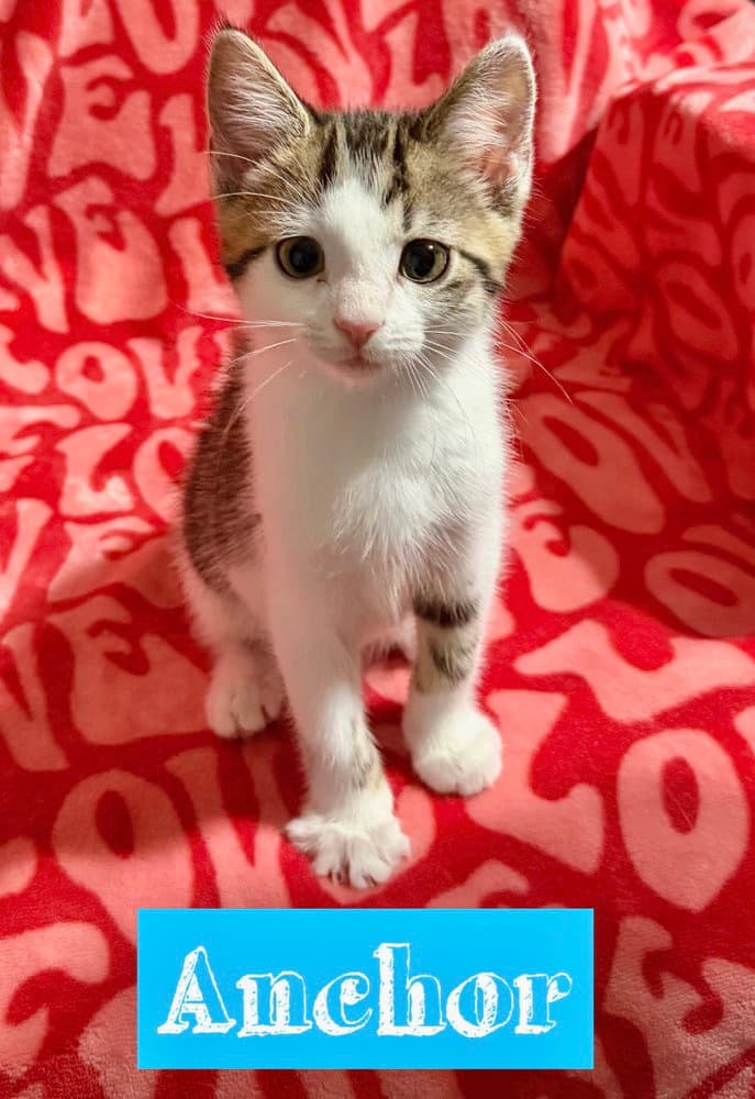 Nautical Kittys  Anchor - Domestic Short Hair