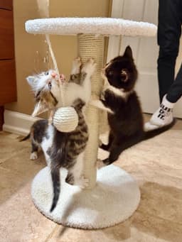 Nautical Kittys  Anchor image 4