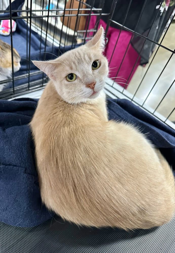Gem Kitty  Pearl - Domestic Short Hair