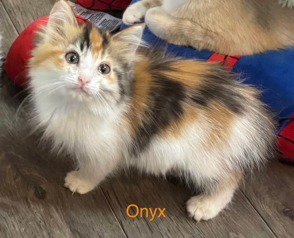 Gem Kitty  Onyx - Calico