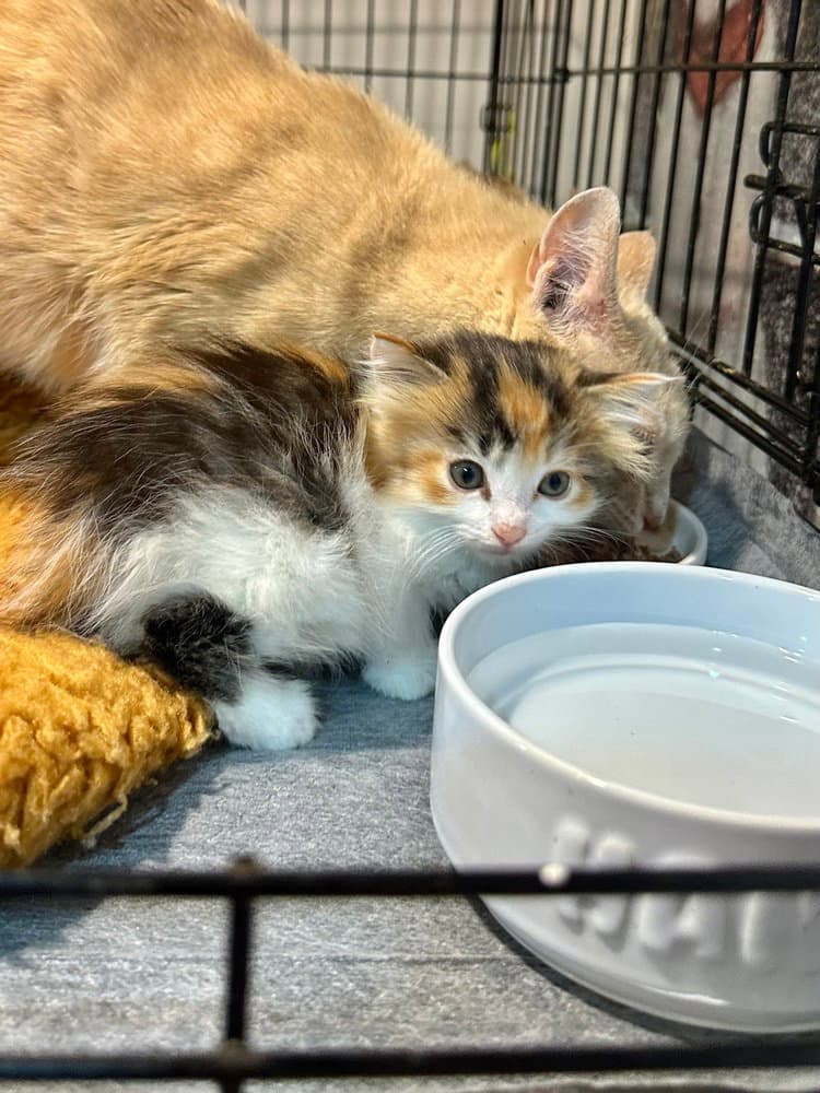 Gem Kitty  Topaz - Domestic Short Hair