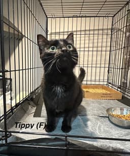 Tippy Girl image 1