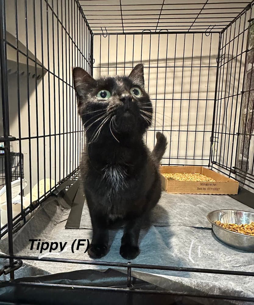 Tippy Girl - Domestic Short Hair