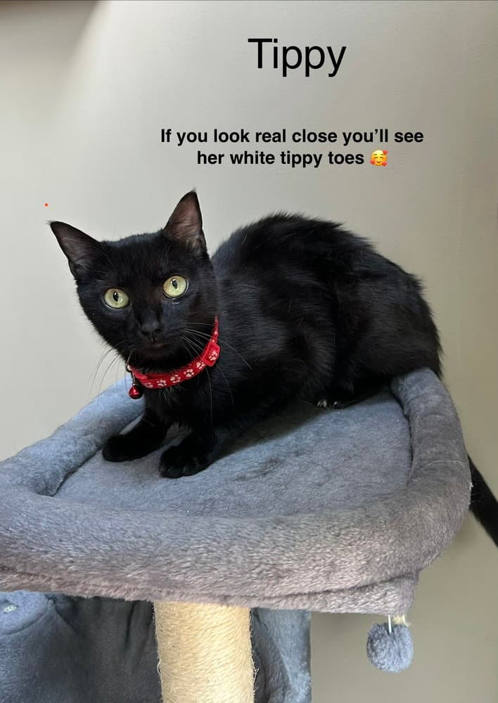 Tippy Girl - Domestic Short Hair