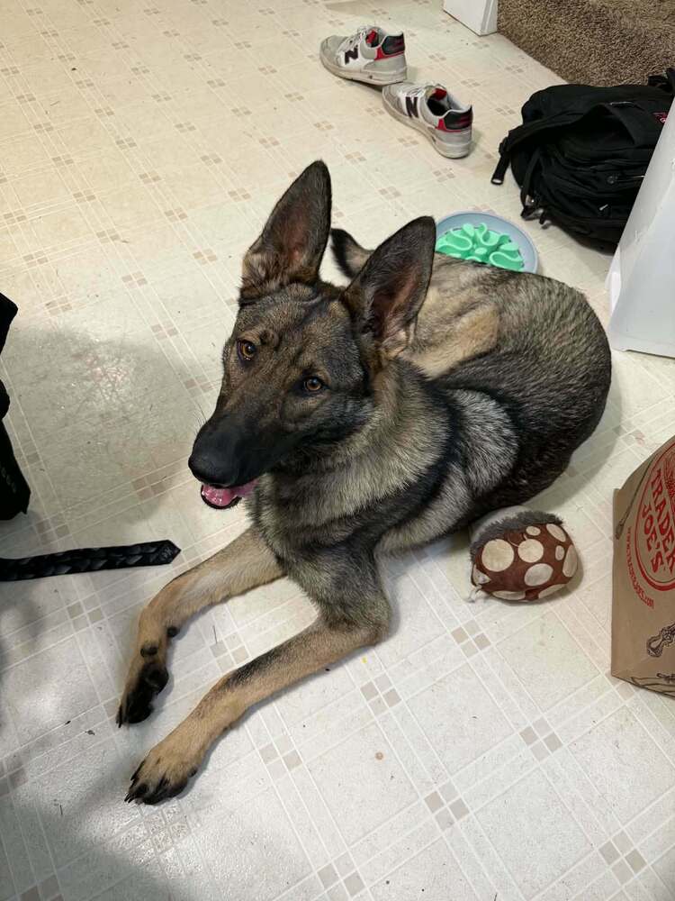 Bourbon - German Shepherd Dog