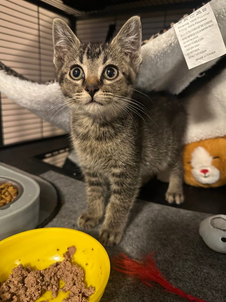 Benji Kitten - Domestic Short Hair