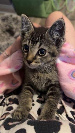 Benji Kitten image 3